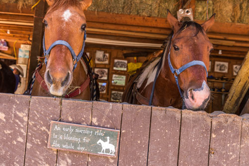 horses sign